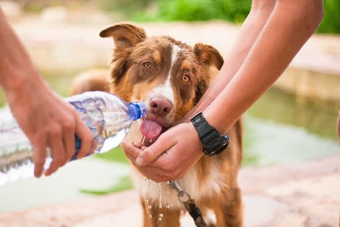 Hunde Längeren Autofahrten - Achtung genügend Wasser zufuhr